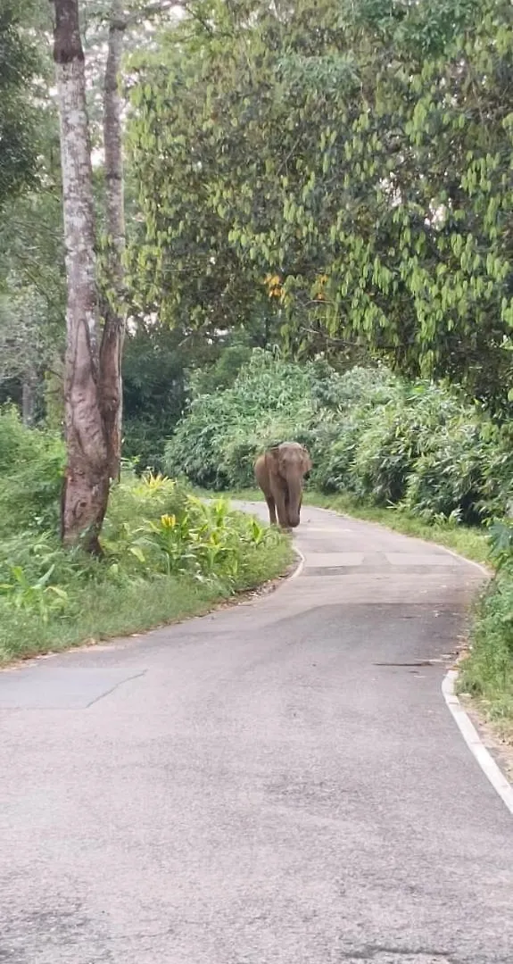 Skyview Villa Athirappilly 0*,